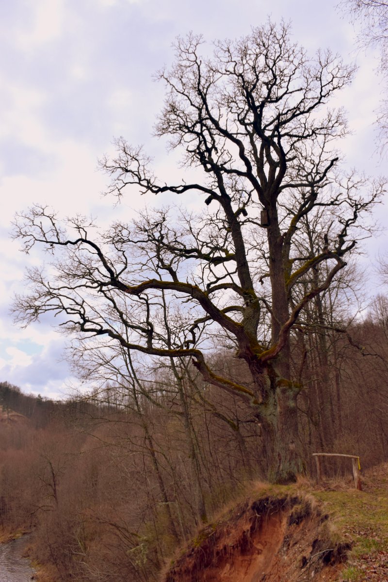 Cлияние рек Нерис и Дукшта, image of landscape/habitat.