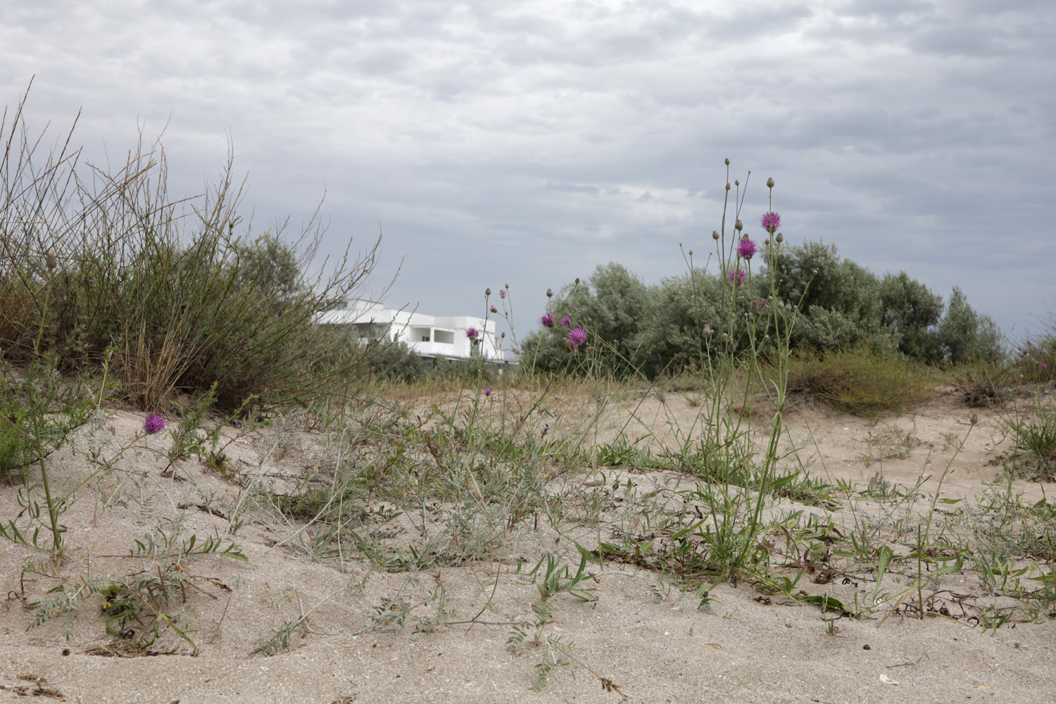 Донузлав, image of landscape/habitat.