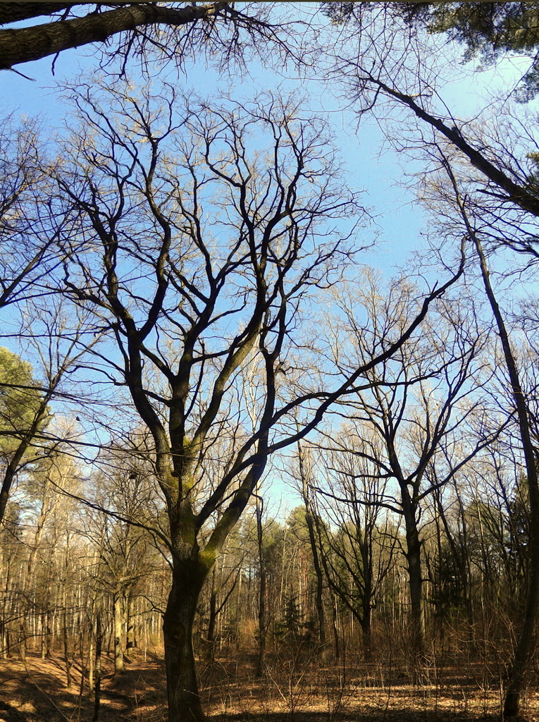 Лес Клебонишкис, image of landscape/habitat.