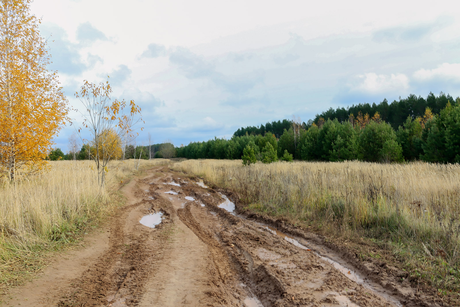 Окрестности села Красный Бор, image of landscape/habitat.