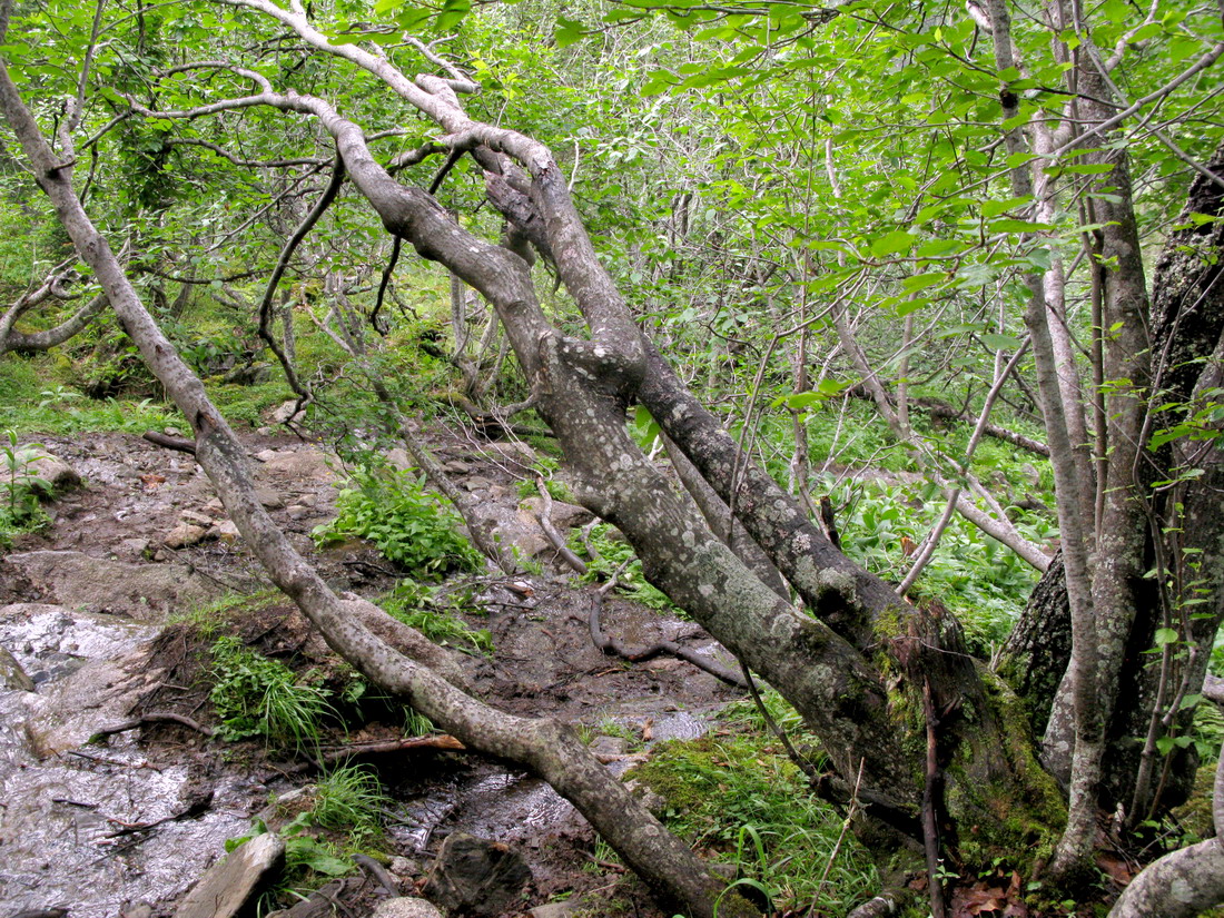 Висячий Камень, image of landscape/habitat.