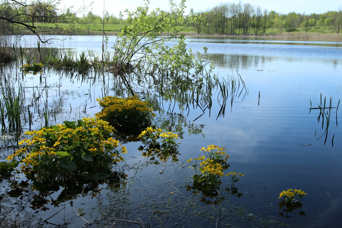 Окрестности Худоярово, image of landscape/habitat.