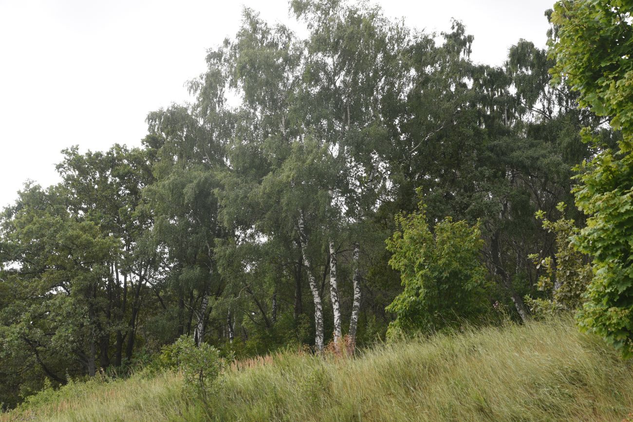 Урочище Крутые Дубки, image of landscape/habitat.