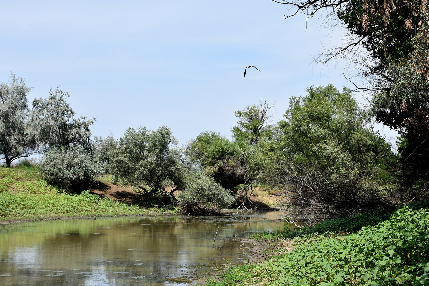 Ерик Первенький, image of landscape/habitat.