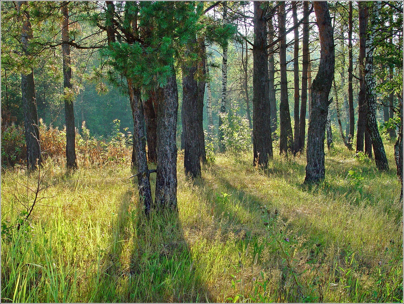 Окрестности Хрипани, image of landscape/habitat.