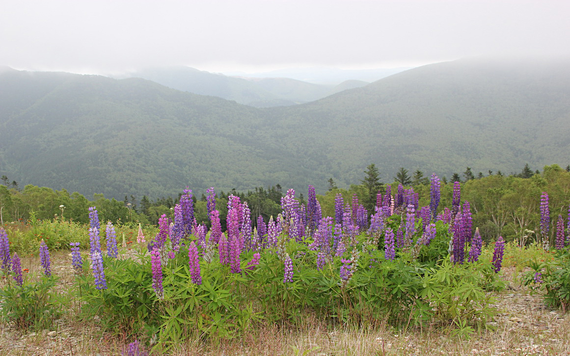 Южно-Сахалинск, image of landscape/habitat.