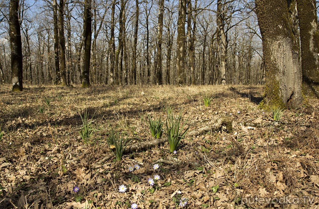 Лес Фолой, image of landscape/habitat.