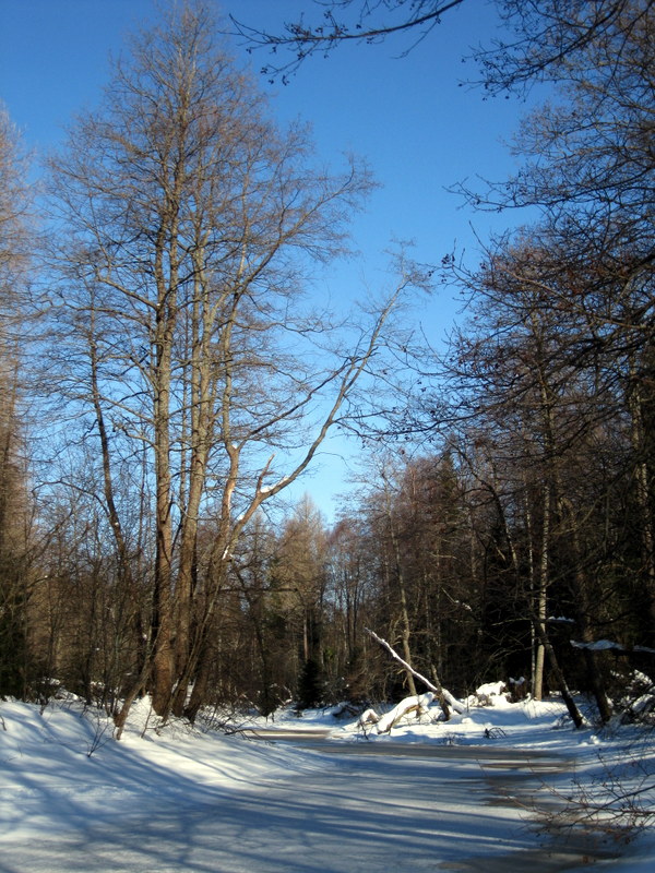 Рощино (Линдуловская роща), image of landscape/habitat.