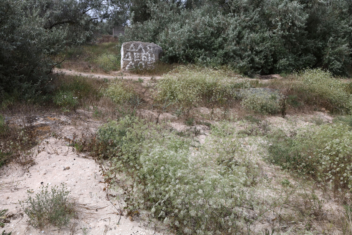 Донузлав, image of landscape/habitat.