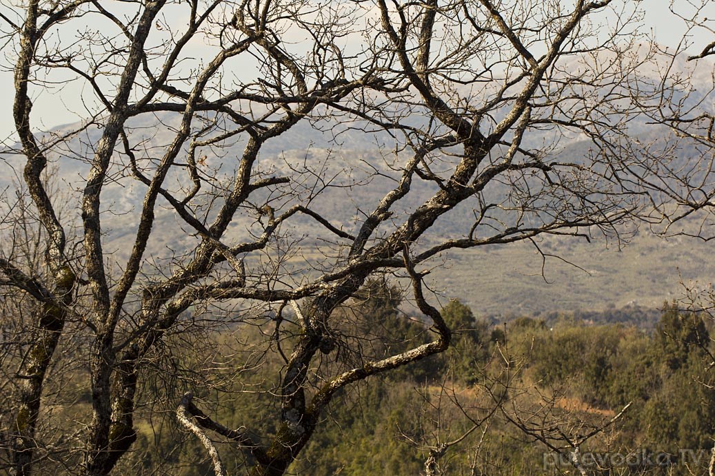 Лес Фолой, image of landscape/habitat.