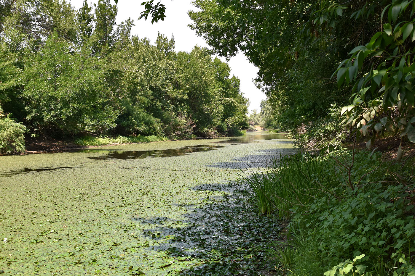 Ерик Первенький, image of landscape/habitat.