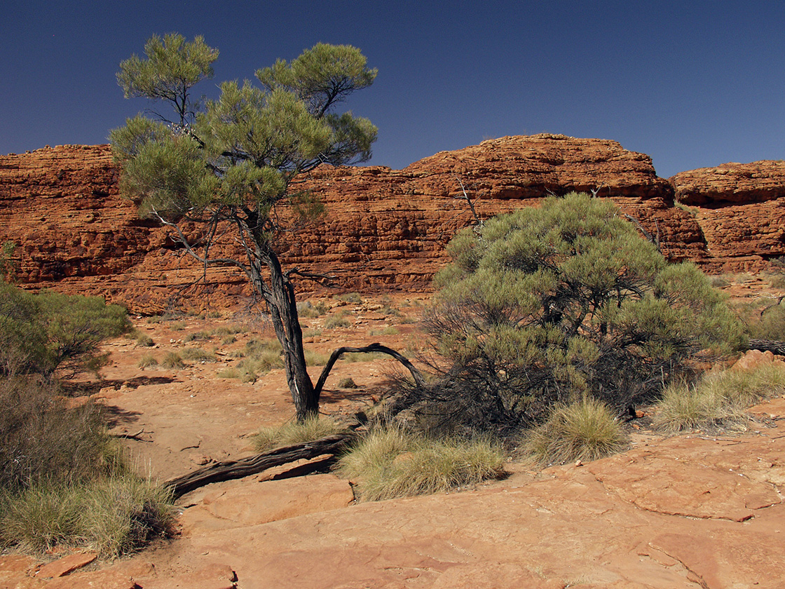 Kings Canyon, image of landscape/habitat.