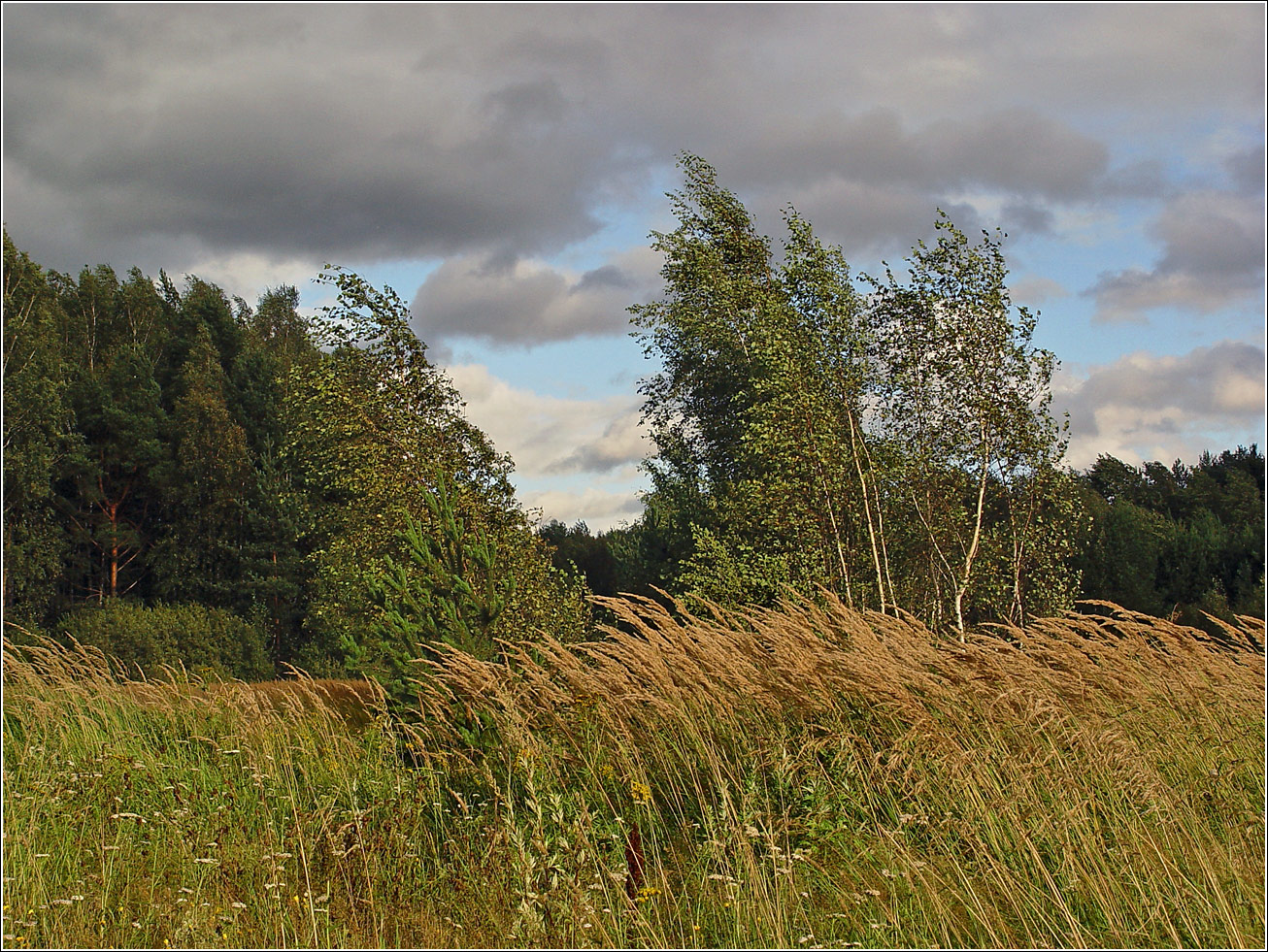 Окрестности Хрипани, image of landscape/habitat.