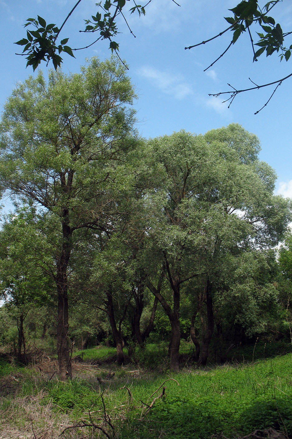 Берег р. Ока у г. Серпухов, image of landscape/habitat.