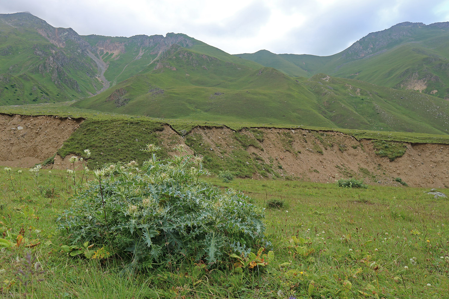 Псыгансу в верхнем течении, image of landscape/habitat.