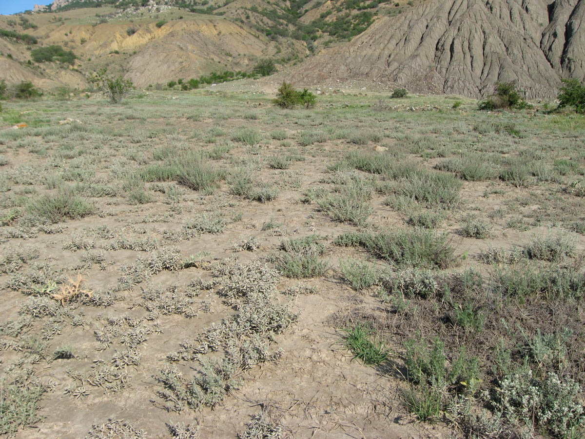 Лисья бухта, image of landscape/habitat.