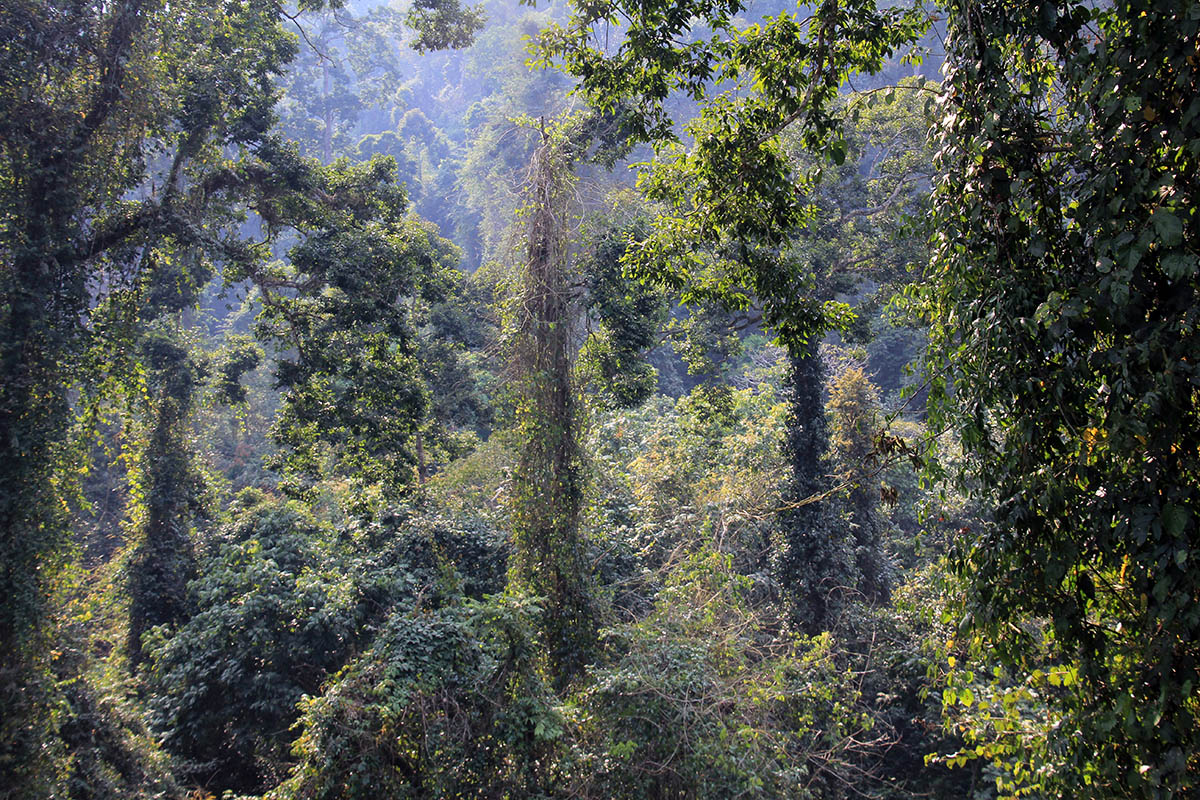 Вангтяньши, image of landscape/habitat.