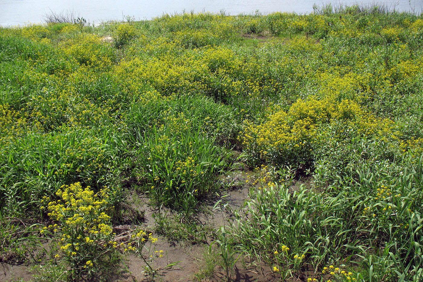 Берег р. Ока у г. Серпухов, image of landscape/habitat.