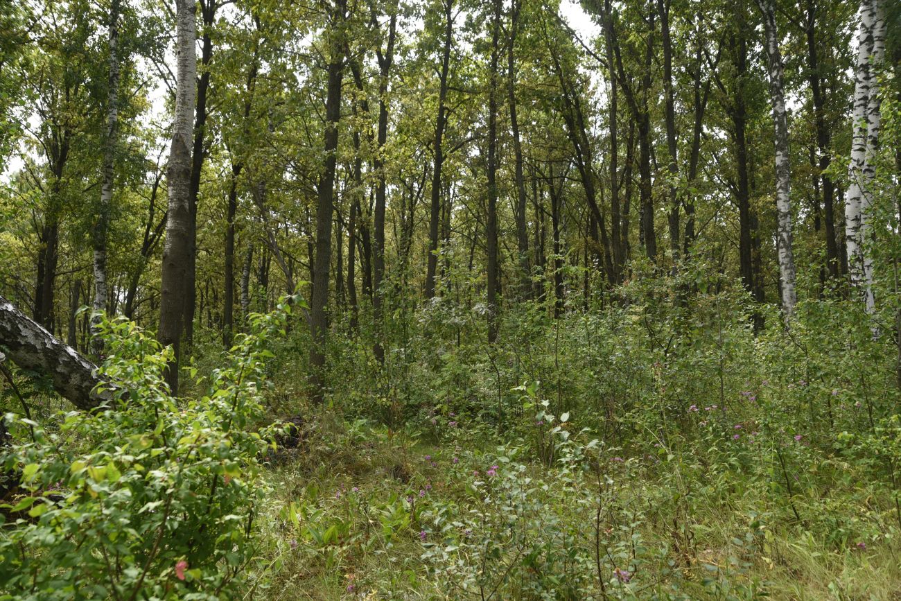 Урочище Крутые Дубки, image of landscape/habitat.