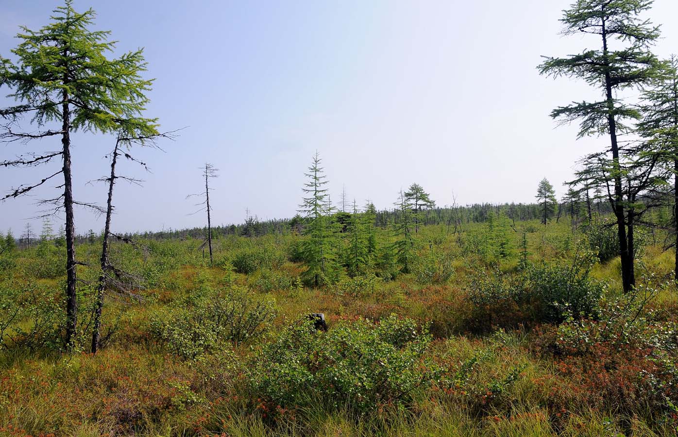 Заболоченный склон сопки, image of landscape/habitat.