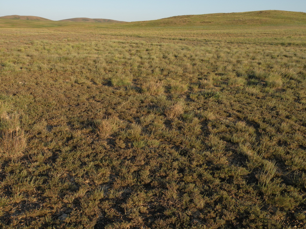 Мугоджары, image of landscape/habitat.