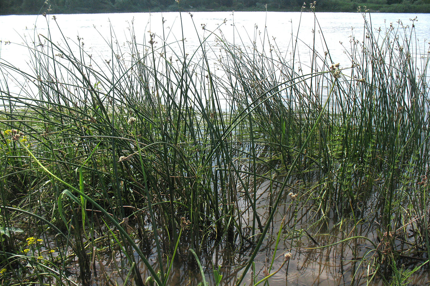 Берег р. Ока у г. Серпухов, image of landscape/habitat.