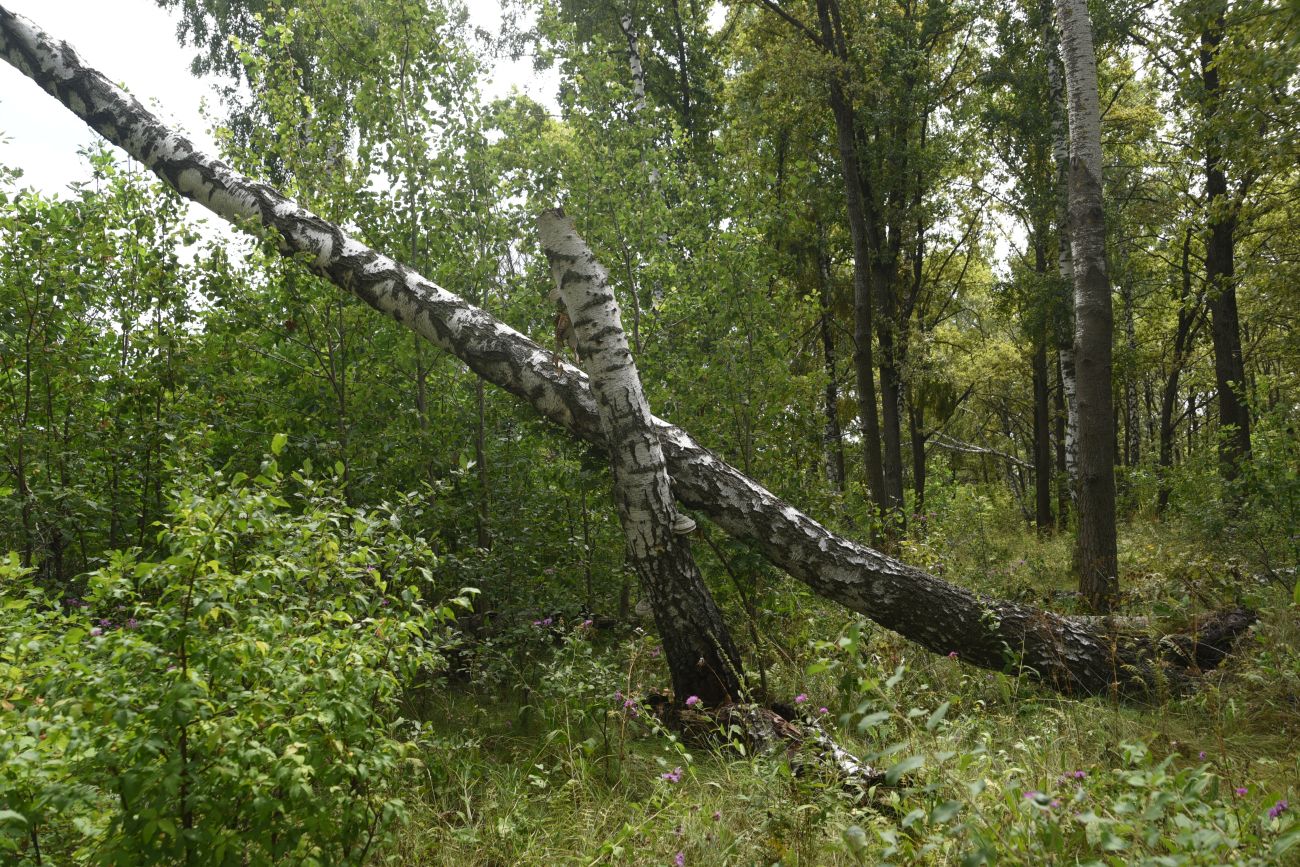 Урочище Крутые Дубки, image of landscape/habitat.