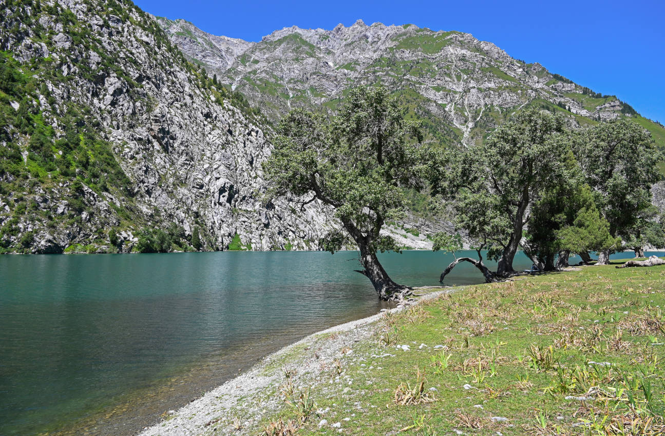 Озеро Кара-Камыш, image of landscape/habitat.