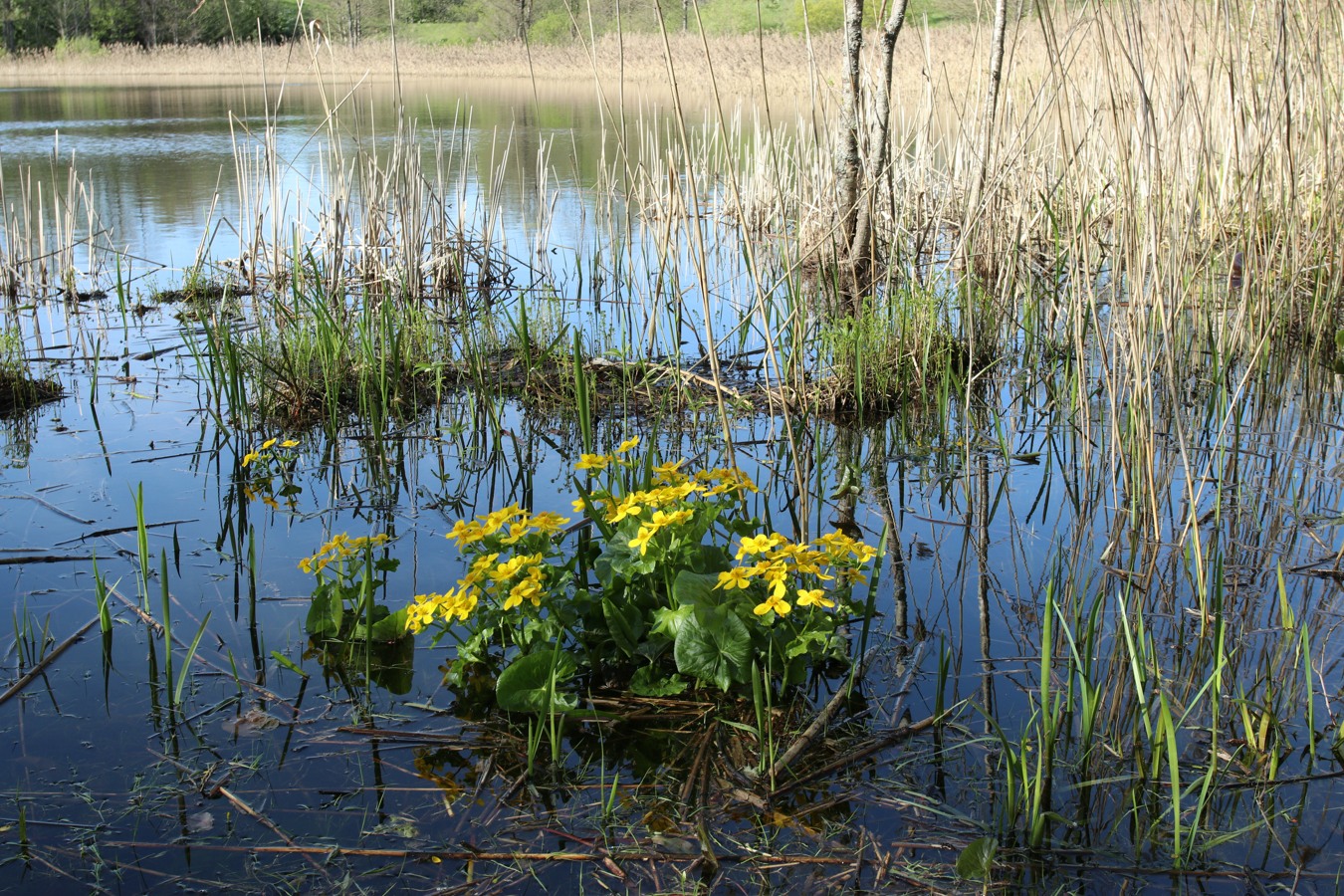 Окрестности Худоярово, image of landscape/habitat.