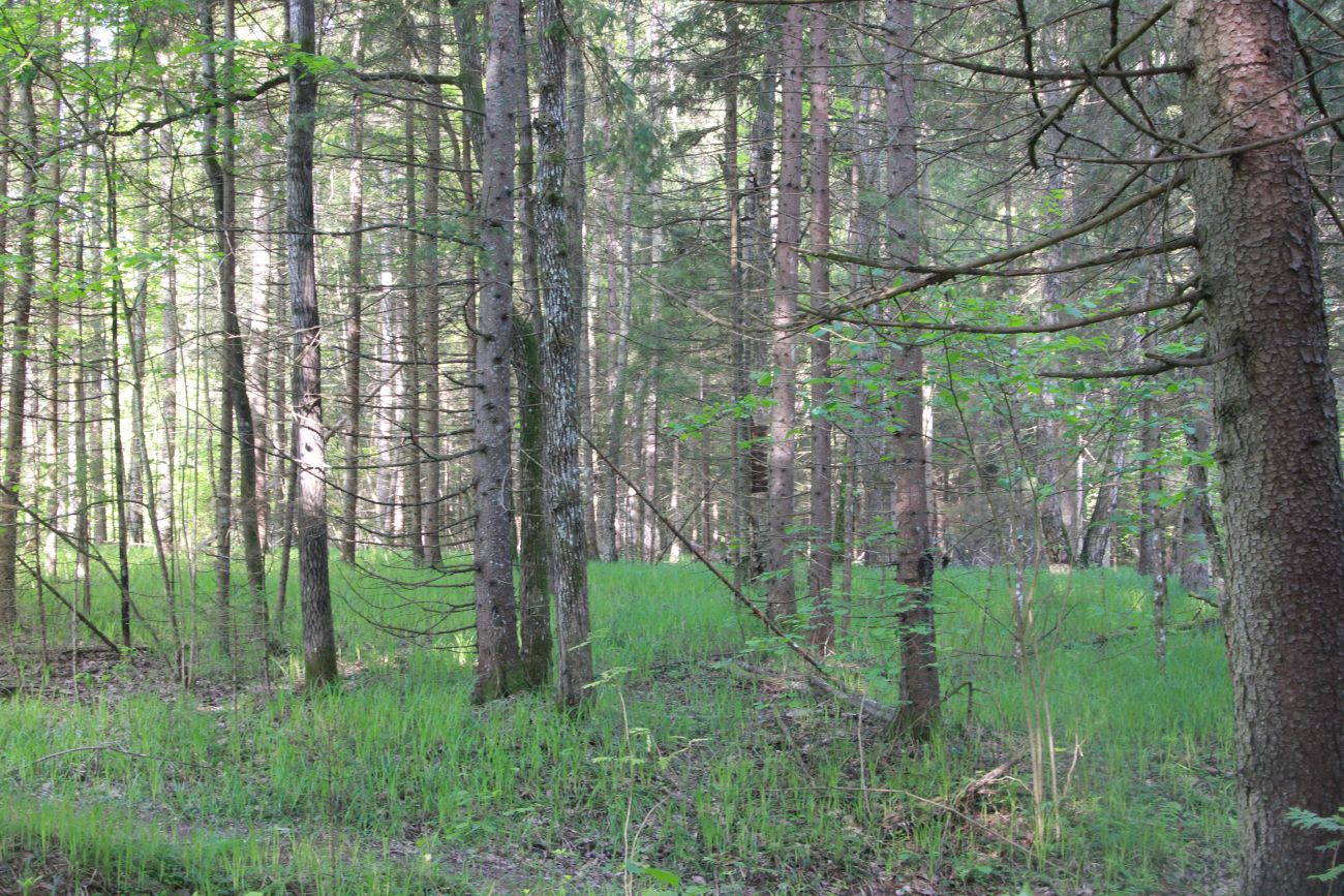 Лес близ Чёлоховского ручья, изображение ландшафта.