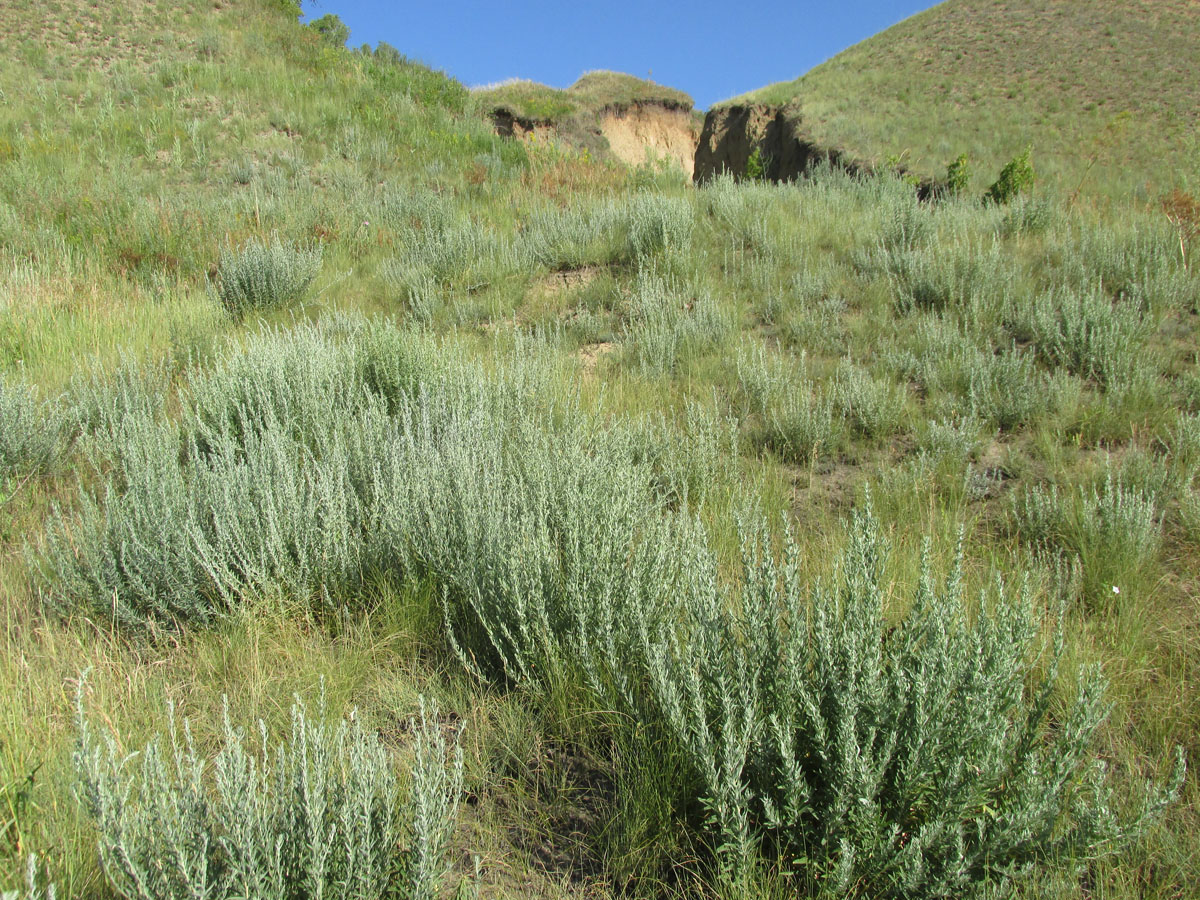 Южный, image of landscape/habitat.