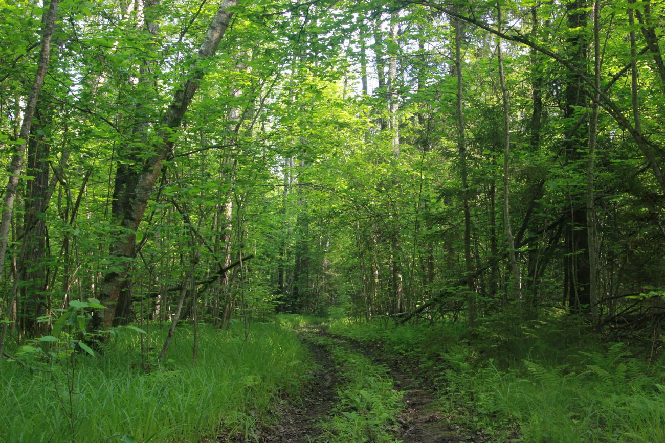 Лес близ Чёлоховского ручья, image of landscape/habitat.