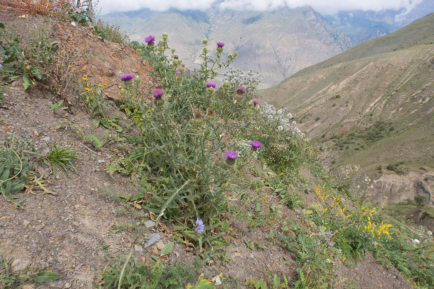 Хашхасу, image of landscape/habitat.