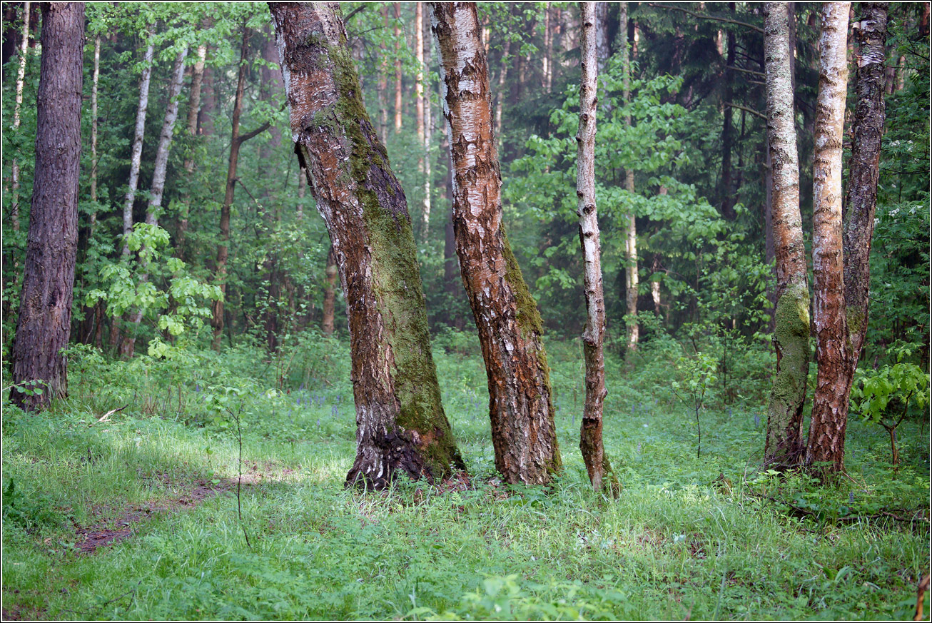 Окрестности Хрипани, image of landscape/habitat.