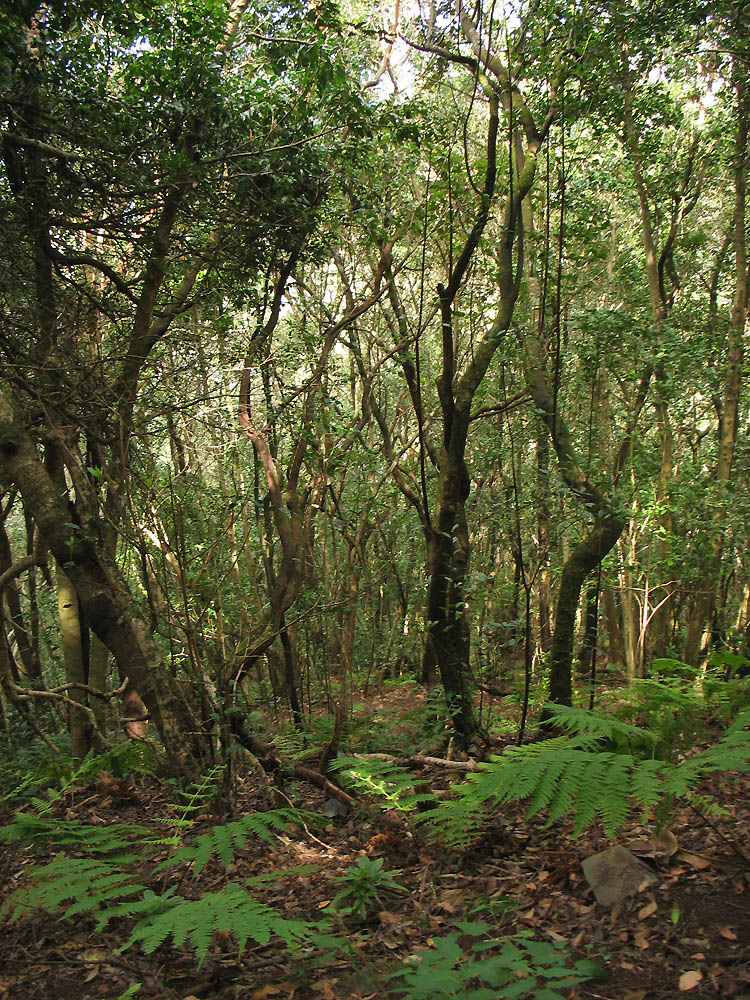 Ландшафтный парк Анага, image of landscape/habitat.