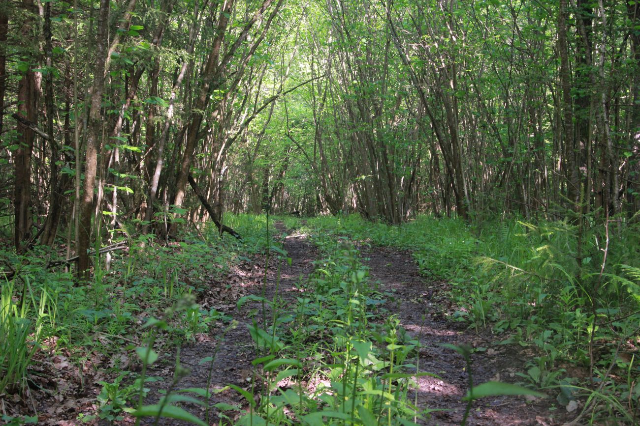 Лес близ Чёлоховского ручья, image of landscape/habitat.