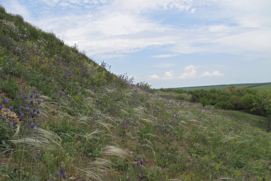 Кадамовка, image of landscape/habitat.