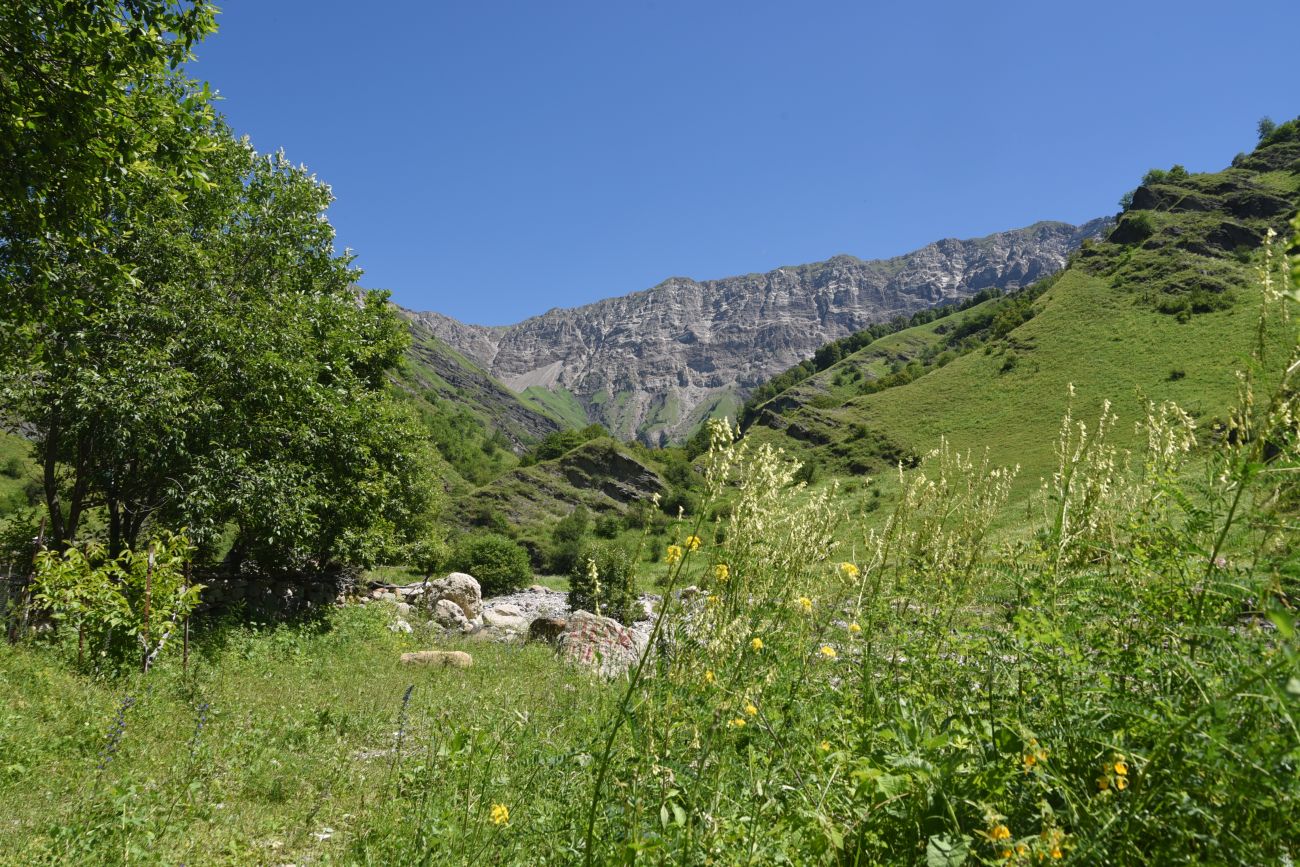 Дом Мансура, image of landscape/habitat.