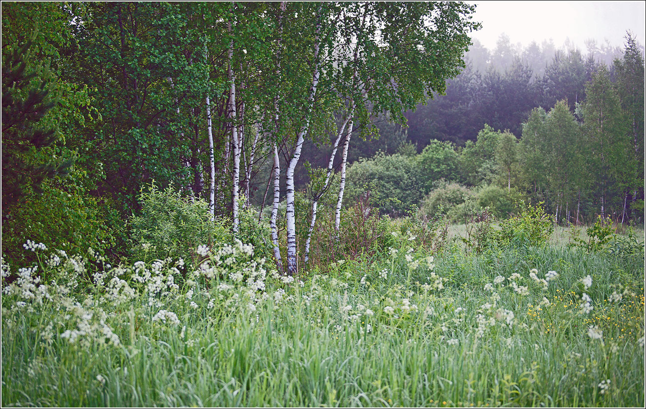 Окрестности Хрипани, image of landscape/habitat.