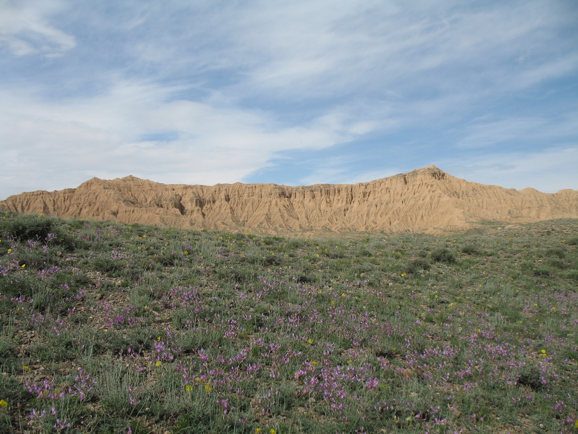 Горы Актау (восток), image of landscape/habitat.