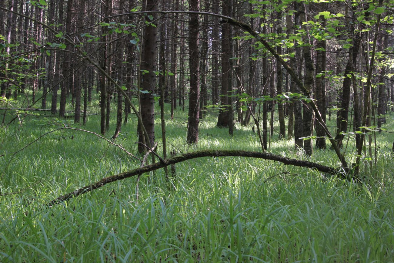 Лес близ Чёлоховского ручья, image of landscape/habitat.