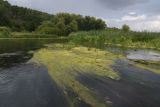 Урочище Крутые Дубки, image of landscape/habitat.