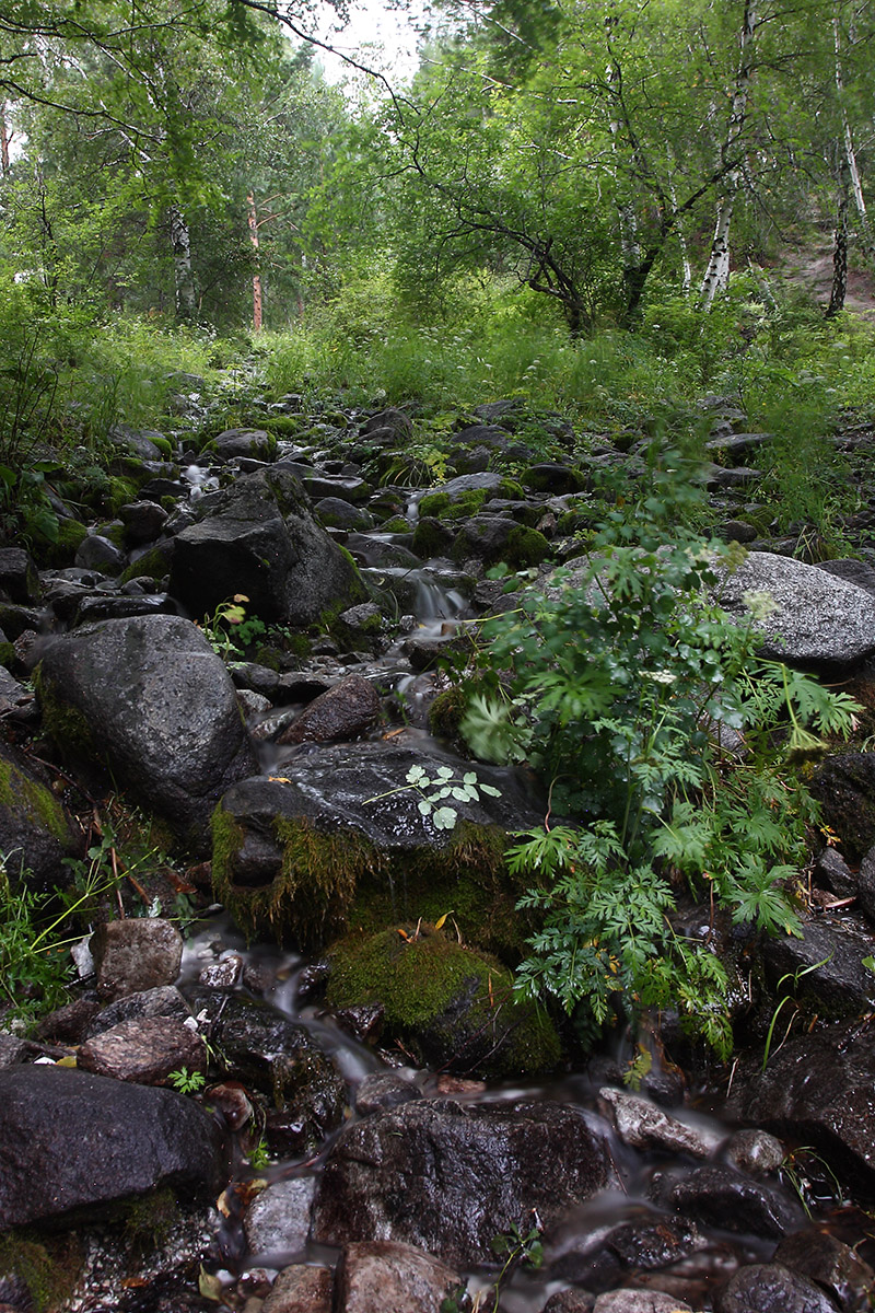 Аршан, image of landscape/habitat.