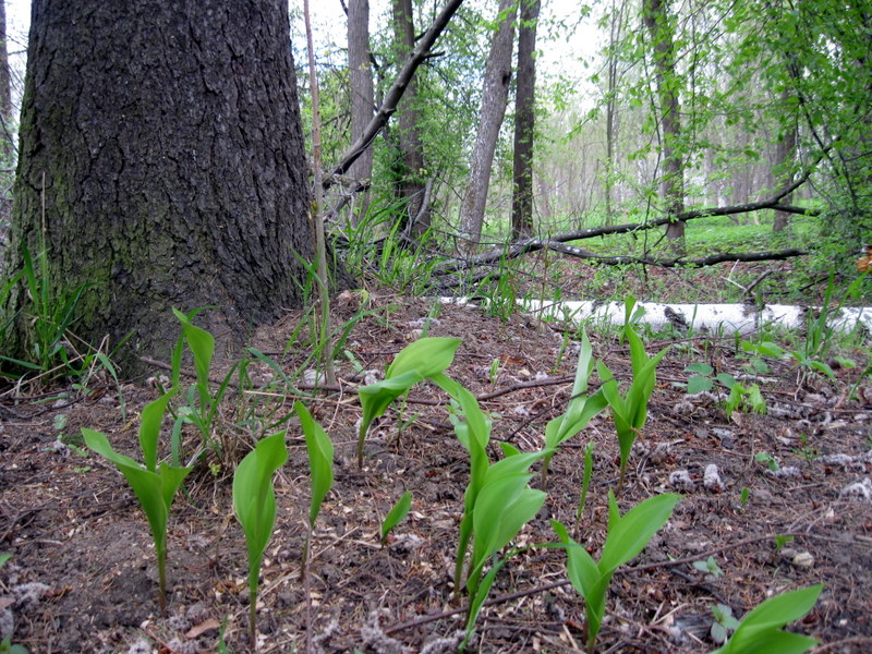 Гатчинские парки, image of landscape/habitat.