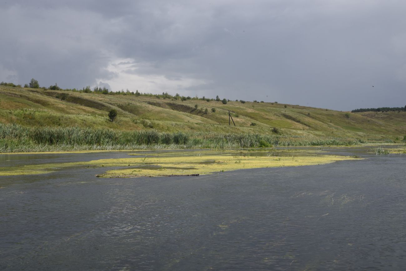 Окрестности села Хитрово, image of landscape/habitat.