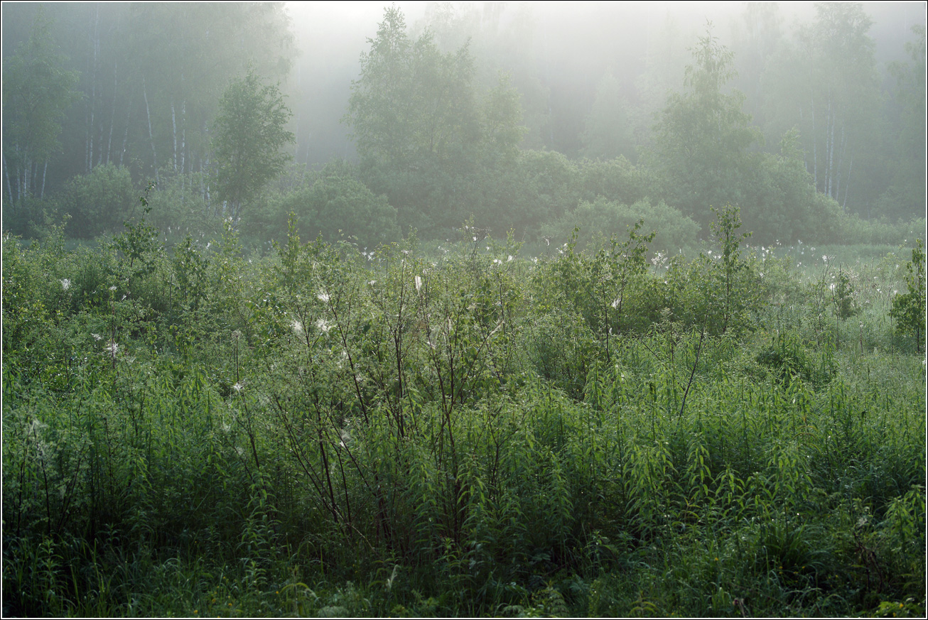 Окрестности Хрипани, image of landscape/habitat.