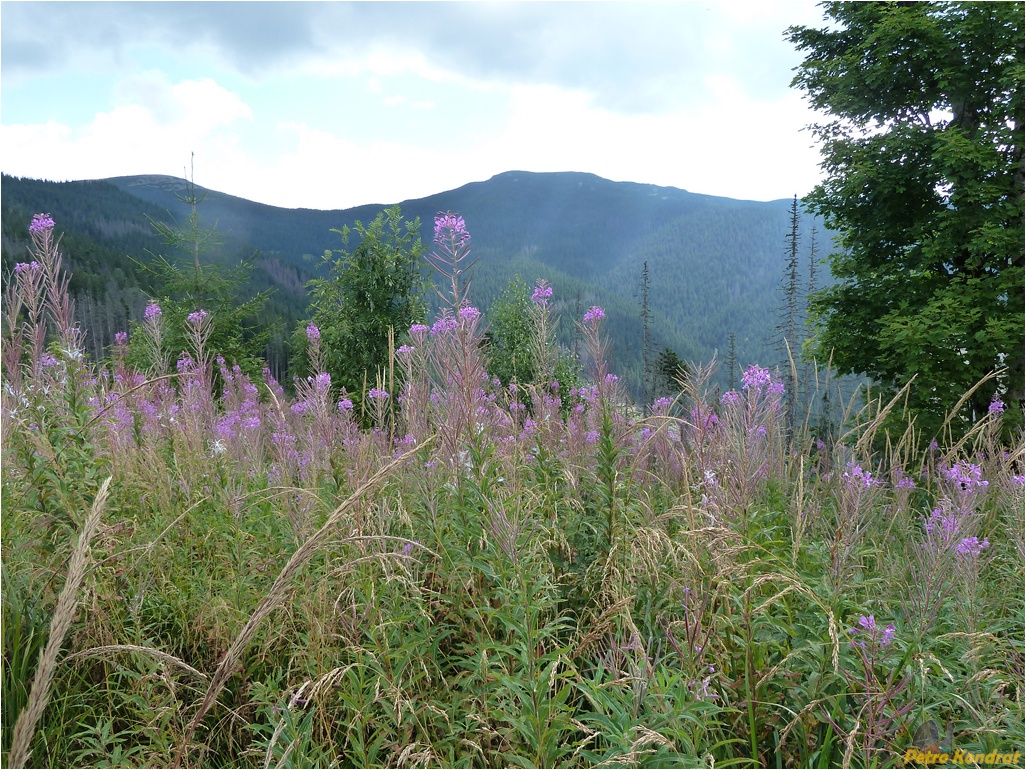 Горганы, image of landscape/habitat.