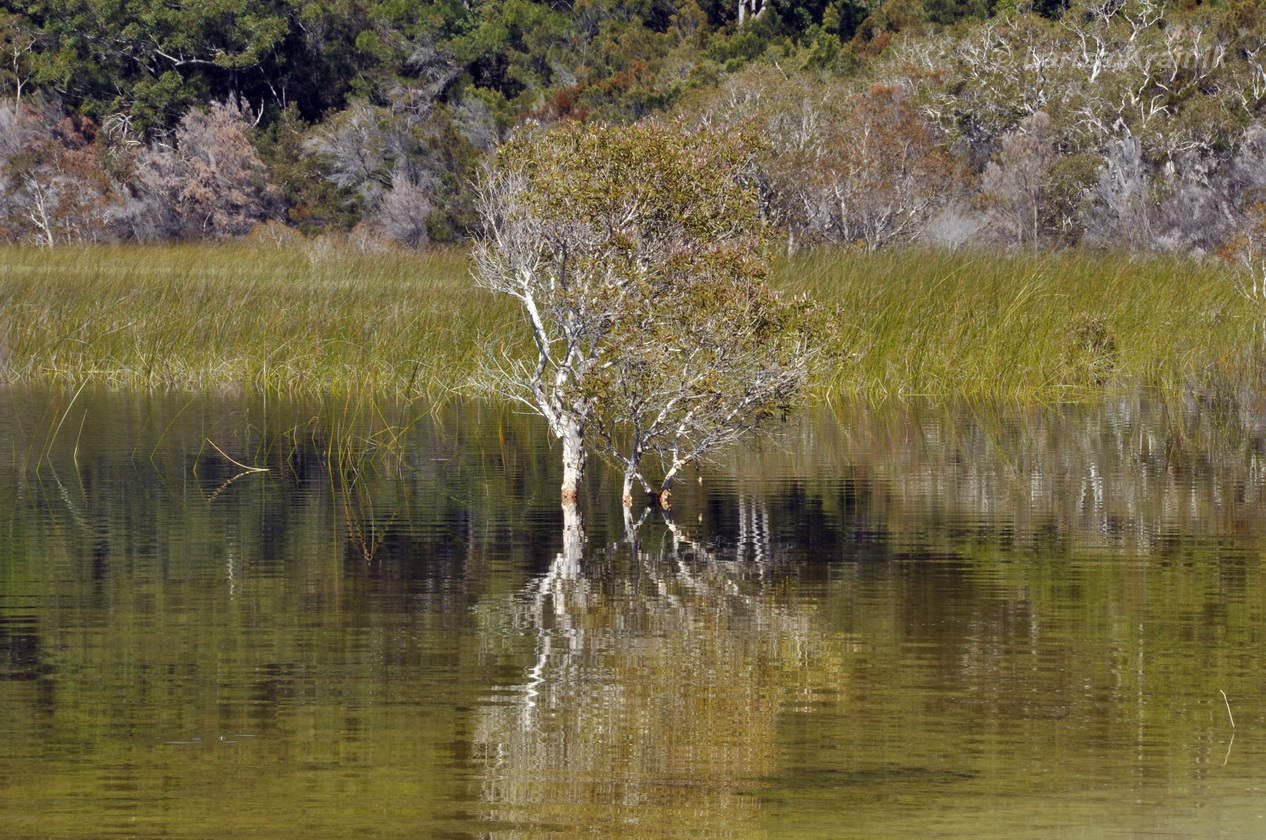 Остров Фрейзер, image of landscape/habitat.