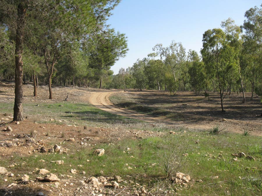 Лес Лаав, image of landscape/habitat.