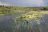 Окрестности села Хитрово, image of landscape/habitat.